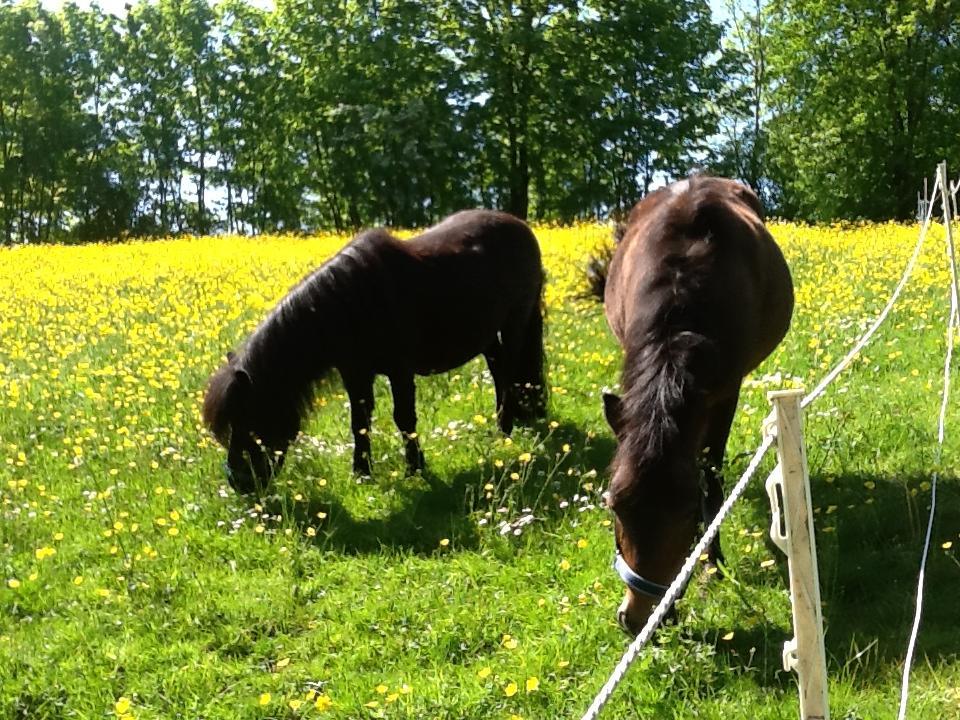 Ostsee Reetkate Langballig Zewnętrze zdjęcie