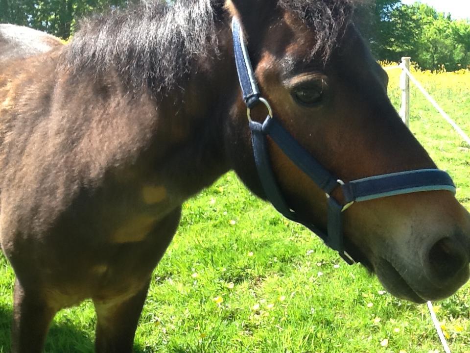 Ostsee Reetkate Langballig Zewnętrze zdjęcie